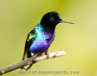 Hummingbird Garden Catalog: Velvet-Purple Coronet